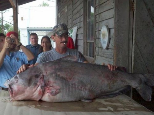 14 Ikan Air Tawar Terbesar di Dunia