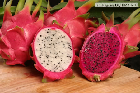 10 Manfaat buah naga