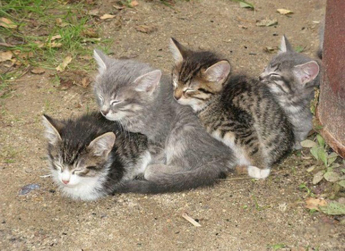 ◄►Gaya Posisi Kucing Tidur yang Lucu dan Aneh!◄►