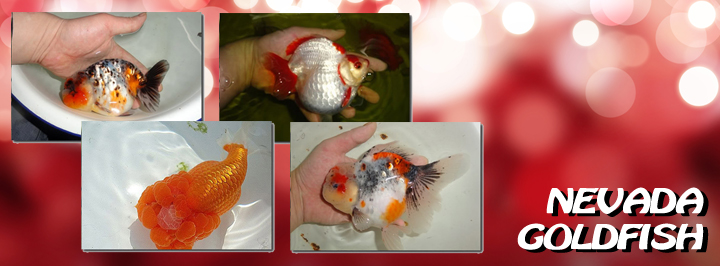 Ikan Maskoki impor - DIJUAL