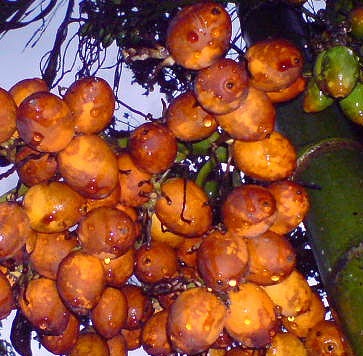 Cara Budidaya Pohon Pinang Intensif
