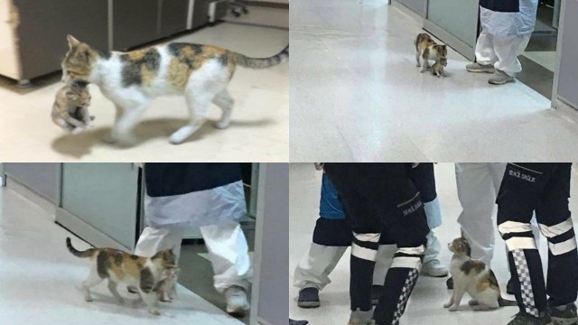 Viral!!! Induk Kucing Bawa Anaknya ke Rumah Sakit Membuat Terharu