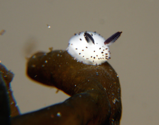 &quot;Siput Laut&quot; Hewan Lucu yang Katanya ada di Indonesia