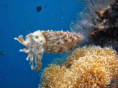 Wisata Pulau Menjangan, Keindahan Taman Bawah Laut di Bali Barat