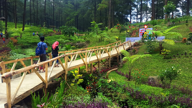 &#91;CoC Regional: Lokasi Wisata&#93; Melancong ke Hutan Pinus Limpakuwus