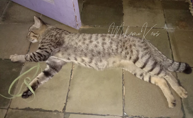 Jika Bukan Gara-Gara WFH, Ane Tidak Pernah Tahu Tingkah Kucing Ane