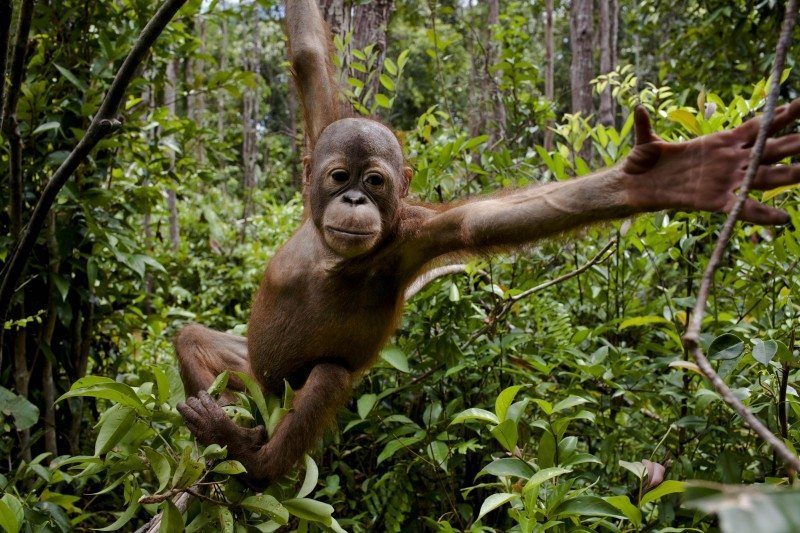 membela-hutan-indonesia-dari-perusahaan-perusak-kawasan-lindung