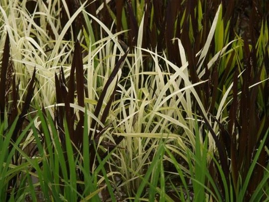 Pemandangan Sawah Di Jepang Gan!! :matabelo :matabelo