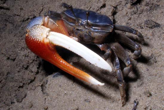 Kepiting Uca (Fiddler Crab) Yang Unik Dan Menawan