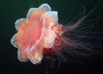 BRIGHT JELLYFISH: PESONA UBUR UBUR YANG MENERANGI AIR DALAM