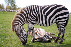 Inilah Fungsi Garis Hitam Putih Zebra