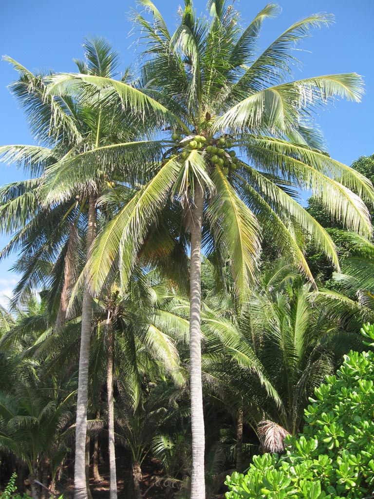Filososfi Kelapa (Renungan Pagi)