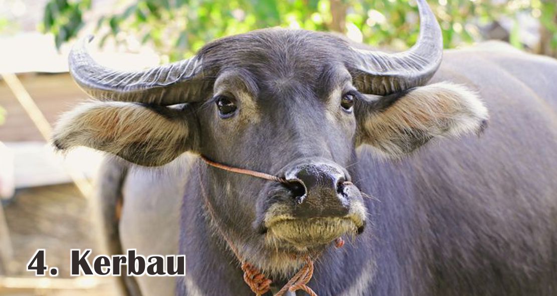 Ini Dia 5 Jenis Hewan Ternak Yang Bisa Di Qurban !