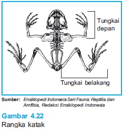 Kemari gan yang belum tau mana si katak dan si kodok