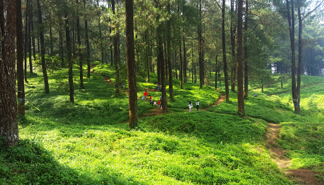 &#91;CoC Regional: Lokasi Wisata&#93; Melancong ke Hutan Pinus Limpakuwus