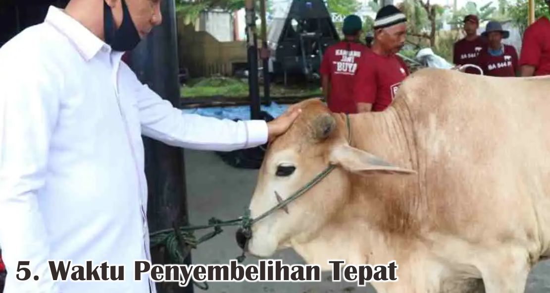  Ini Dia 5 Kriteria Hewan Qurban Yang Sah Untuk Disembelih ! 