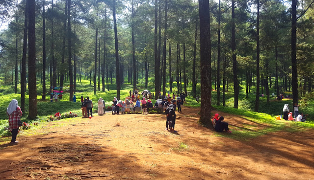 &#91;CoC Regional: Lokasi Wisata&#93; Melancong ke Hutan Pinus Limpakuwus
