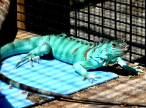 Berbagai Jenis Morph Iguana di Dunia 