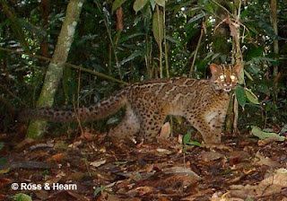 10 Spesies Kucing Terbesar di Dunia 