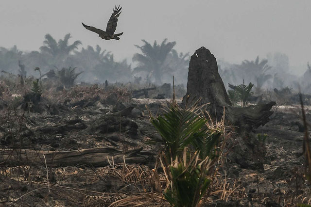 Fakta Seputar Kebakaran Hutan Yang Mengejutkan Orang