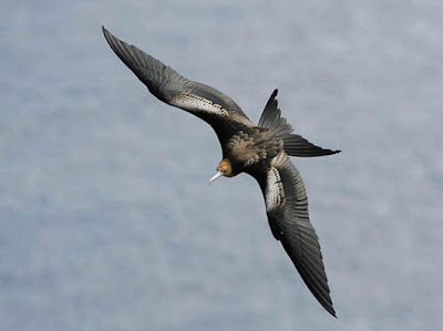 Pemenang Kompetisi Fotografi Internasional Tentang Burung Paling Langka Di Dunia