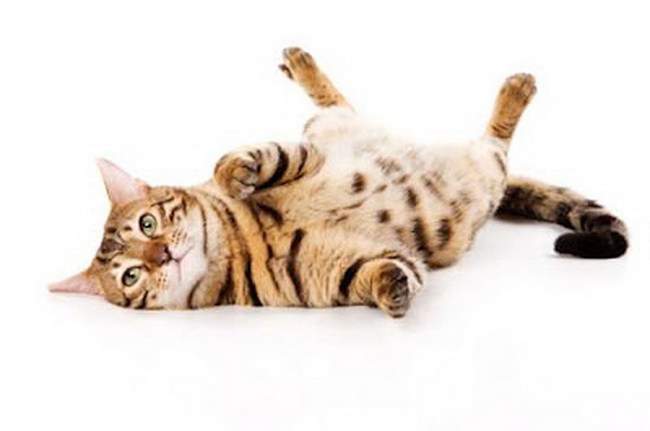 10 Perilaku Kucing yang Jarang di Ketahui Manusia