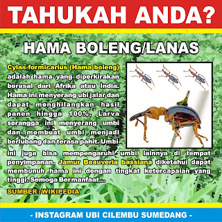 hama-boleng-cylas-formicarius