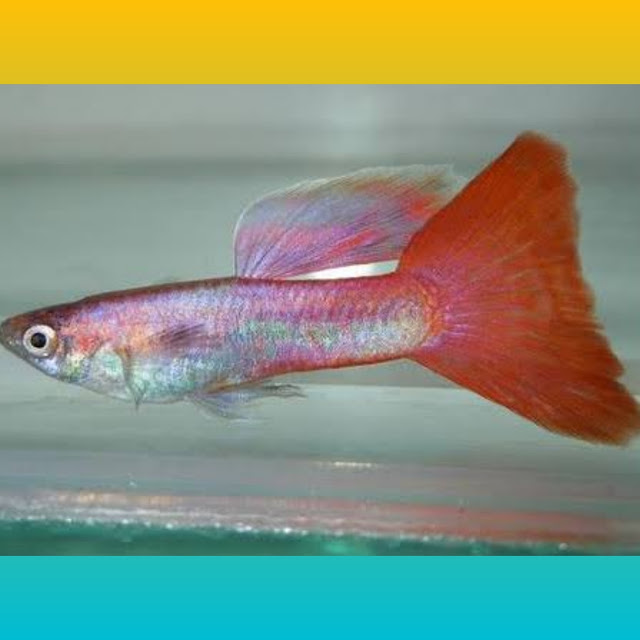 Rekomendasi Ikan Guppy Murah, 10 Jenis Ikan Guppy Murah nih Gan