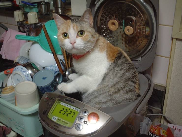 7 Foto nyeleneh jenis-jenis nasi kucing ini bikin ketawa gemes