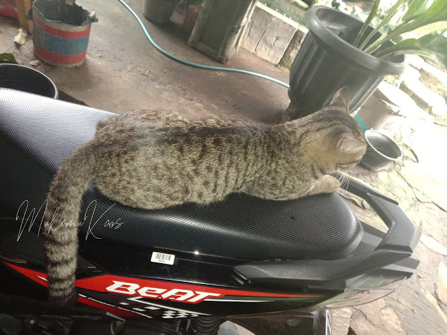 Jika Bukan Gara-Gara WFH, Ane Tidak Pernah Tahu Tingkah Kucing Ane