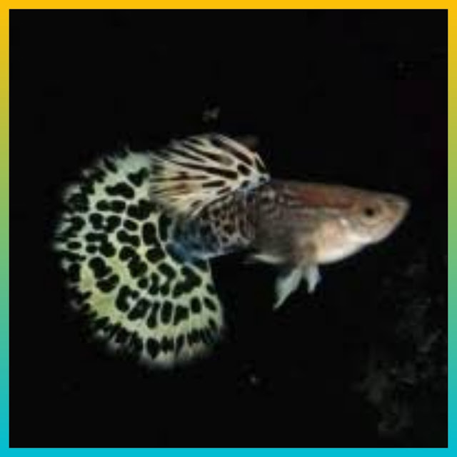 Rekomendasi Ikan Guppy Murah, 10 Jenis Ikan Guppy Murah nih Gan