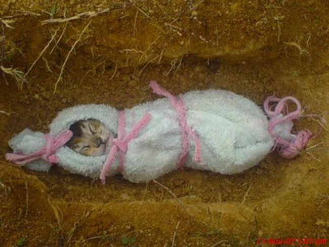 10 Perilaku Kucing yang Jarang di Ketahui Manusia