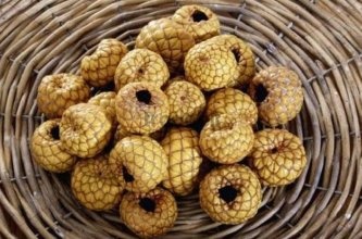 10 Buah Liar yang Aman Dikonsumsi di Alam Bebas