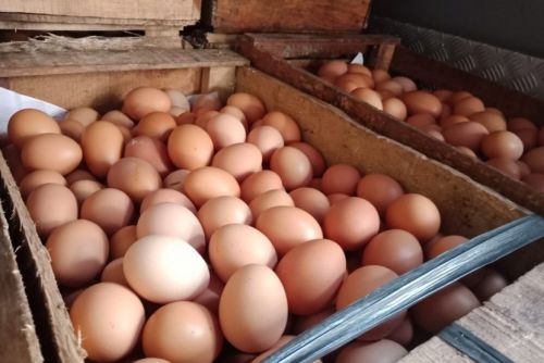 awas-telur-infertil-beredar-di-pasar-ini-cara-membedakannya-dengan-telur-biasa