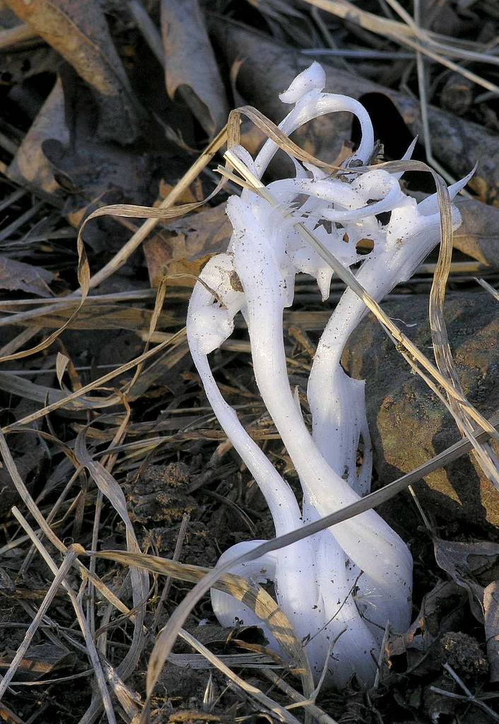 &#91;AMAZING&#93; Frost Flowers: Es Yang Berbentuk Seperti Bunga (++PIC)