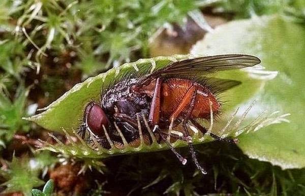 Foto2 dan Video Tanaman yang Memakan Binatang