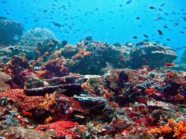 Pemandangan bawah laut tercantik di dunia.