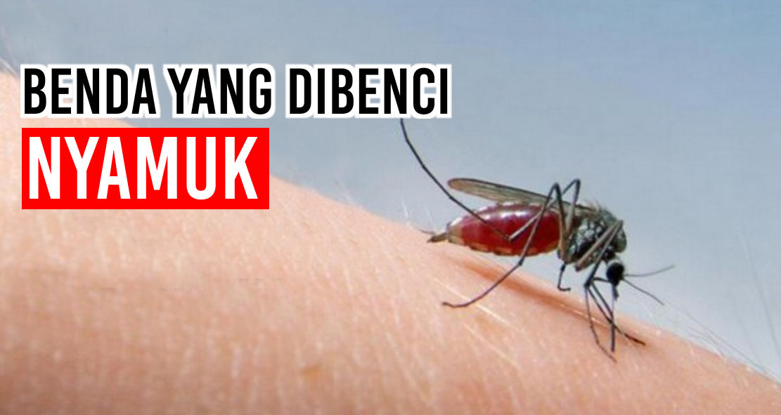 Iniloh Benda-benda Yang Dibenci Nyamuk