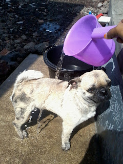Perawatang Anjing Pug