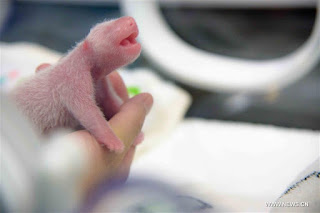 Panda Raksasa di Macau Lahirkan Anak Kembar
