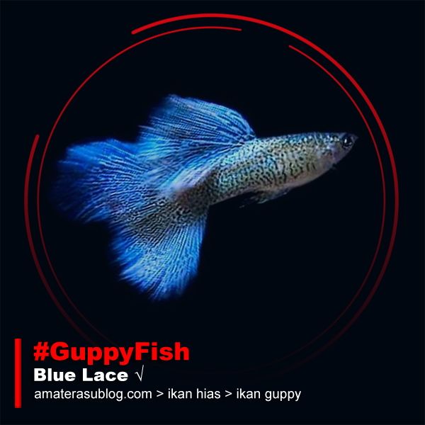 Jenis Jenis Ikan Guppy dan Gambarnya
