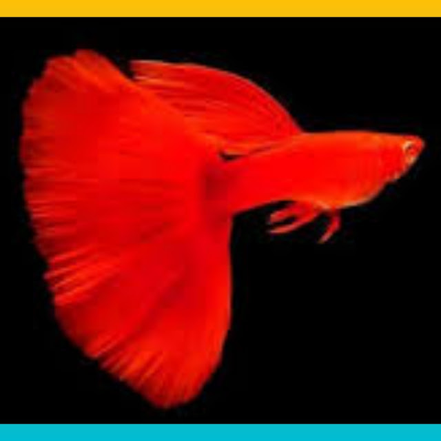 Rekomendasi Ikan Guppy Murah, 10 Jenis Ikan Guppy Murah nih Gan