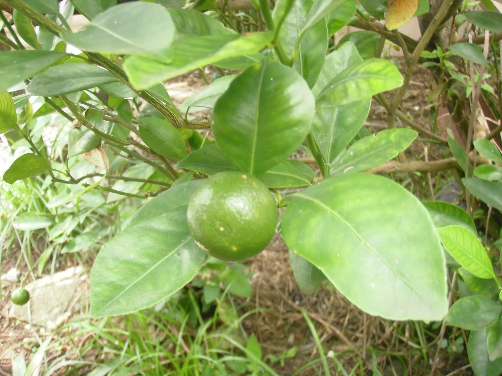 all-about-buah-citrus-dari-suku-rutaceae