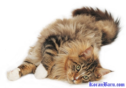 Fakta Tentang Kucing Menurut Beberapa Sumber