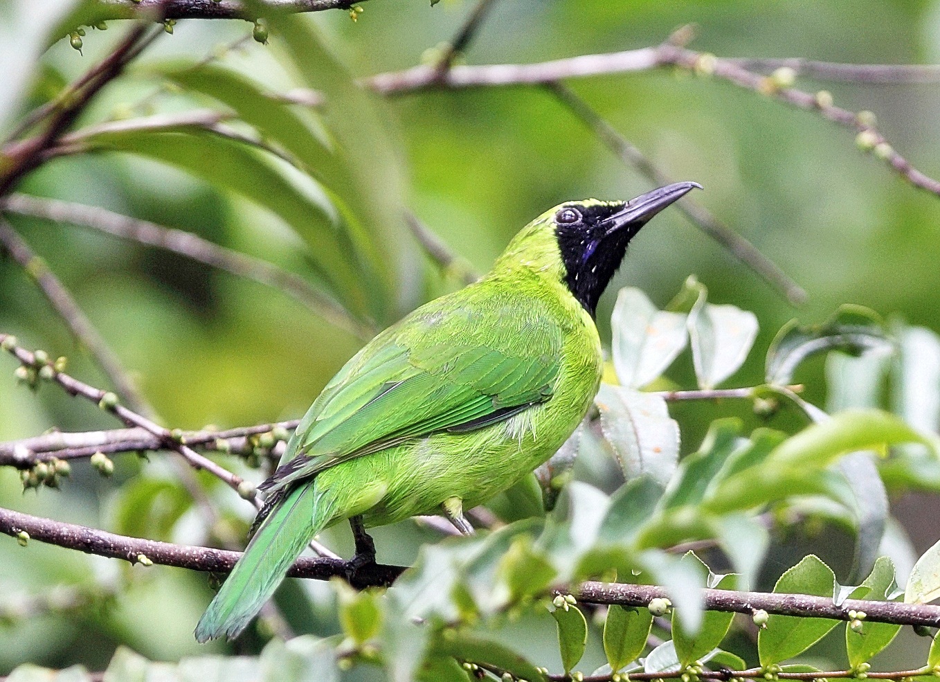 Yuk Mengenal Burung-burung Hias Bersuara Merdu Ini