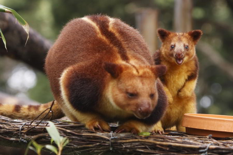 5 Fakta Kanguru Pohon, Hewan Langka Yang Ada Di Papua!