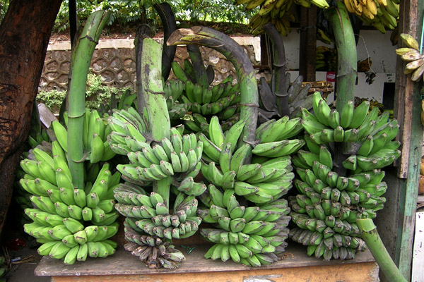 nan-maraso-urang-minangkabau-apo-suku-sanak