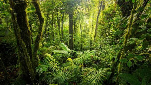 revitalisasi-hutan-tropis-hutan-hujan-tropis-indonesia