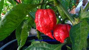 10 CABE TERPEDAS DI DUNIA