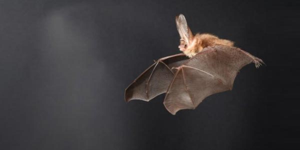 studi-terhadap-kelelawar-bantu-kembangkan-drone